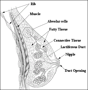 Anatomy of the Female Breast 
